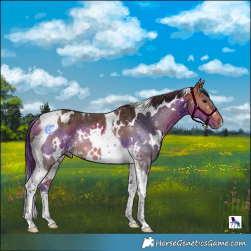 Horse Color:White Spotted Bay Tobiano Rabicano 