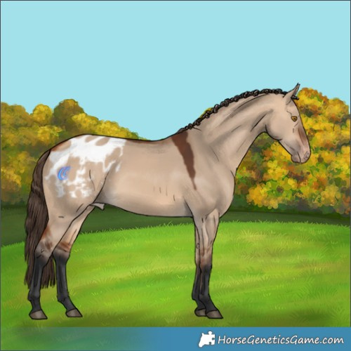 Horse Color:Bay Dun Appaloosa Rabicano 