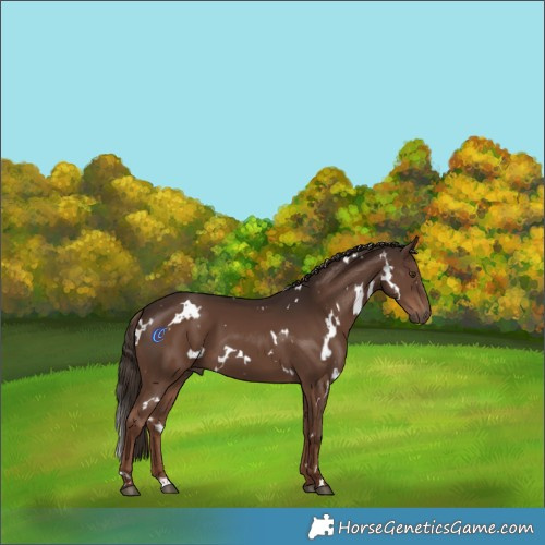 Horse Color:White Spotted Liver Chestnut 