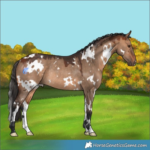 Horse Color:White Spotted Bay Dun Rabicano 