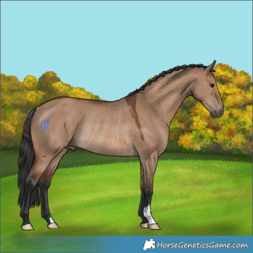Horse Color:Brown Dun Rabicano 