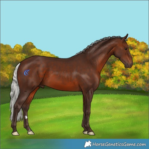 Horse Color:Silver Brown Rabicano 
