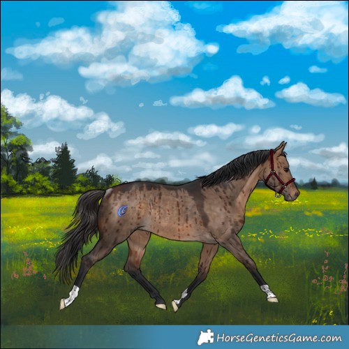 Horse Color:Bay Dun Rabicano Brindle 