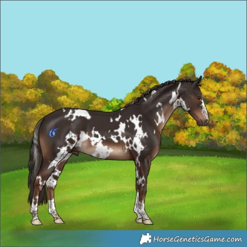Horse Color:White Spotted Liver Chestnut 