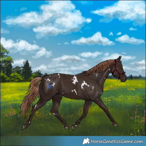 Horse Color:White Spotted Liver Chestnut