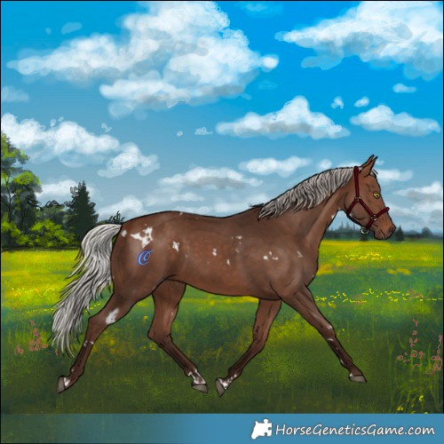 Horse Color:White Spotted Silver Bay 