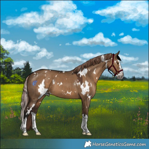 Horse Color:Gray White Spotted Liver Red Dun Splash 