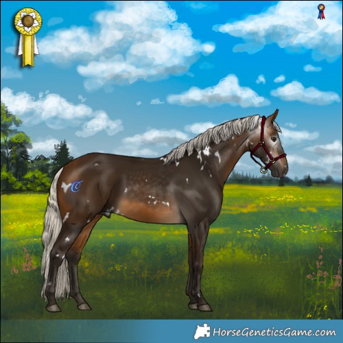 Horse Color:Gray White Spotted Silver Buckskin
