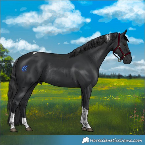 Horse Color:Black Tobiano Rabicano 