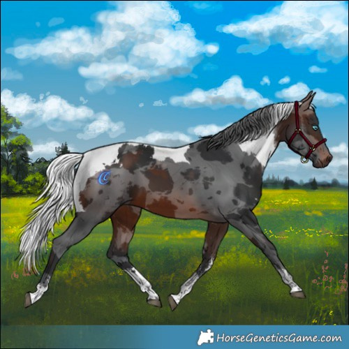 Horse Color:Brown Merle Sabino 