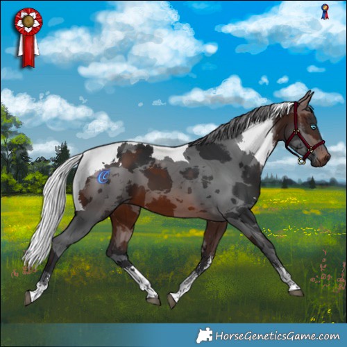 Horse Color:Brown Merle Sabino