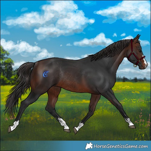 Horse Color:Brown Rabicano 