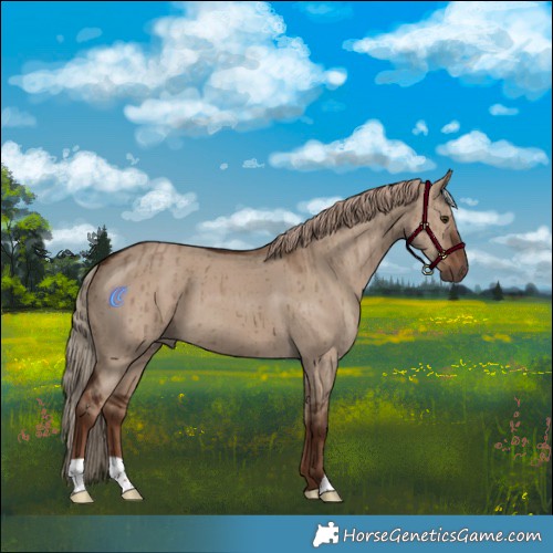 Horse Color:Liver Red Dun Brindle 