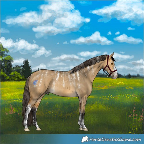 Horse Color:Powder White Buckskin Dun Rabicano 