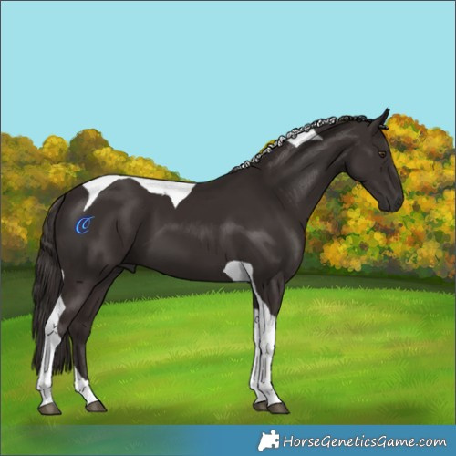 Horse Color:Liver Chestnut Tobiano 