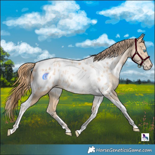 Horse Color:Brown Snowdrop Pearl Merle Tobiano Appaloosa Rabicano