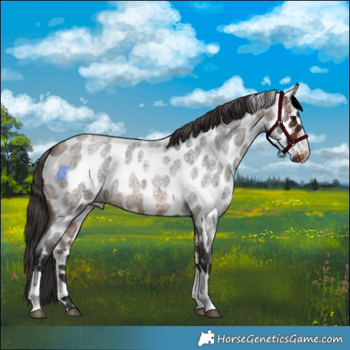 Horse Color:Bay Roan Tobiano Appaloosa Rabicano 