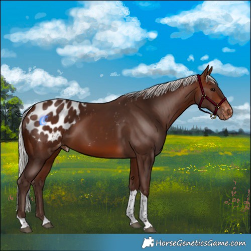 Horse Color:Silver Brown Tobiano Appaloosa 