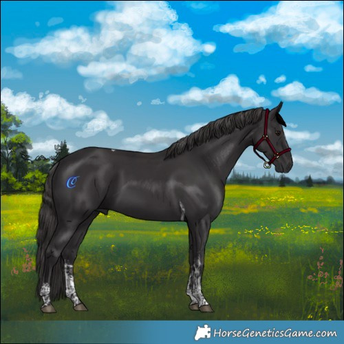 Horse Color:Smoky Black Sabino Tobiano Rabicano 