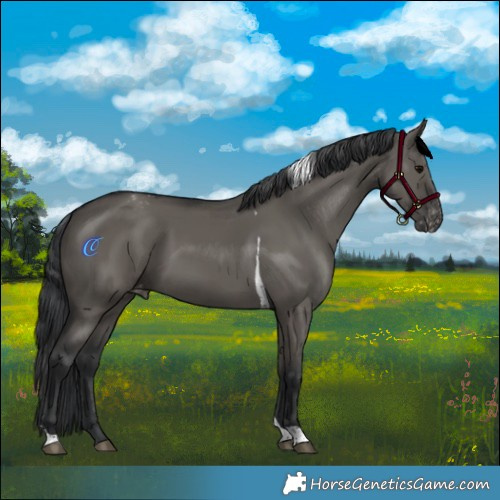 Horse Color:Grullo Tobiano Varnish Rabicano 