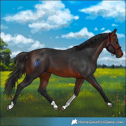 Horse Color:Brown Tobiano Rabicano 