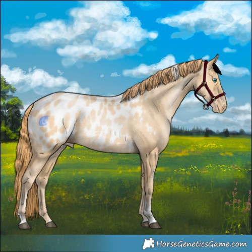 Horse Color:Bay Snowdrop Pearl Tobiano Appaloosa 
