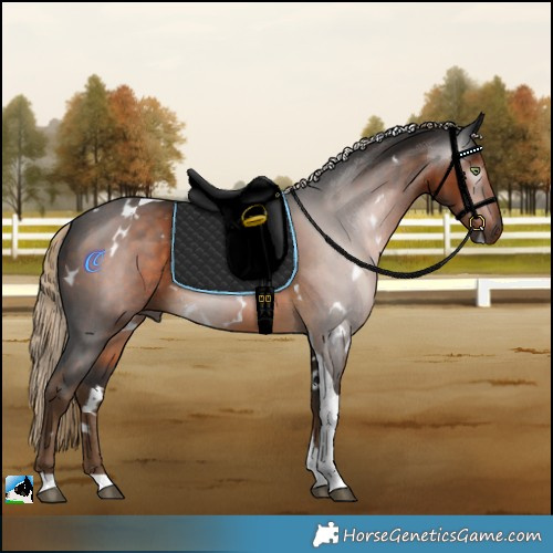 Horse Color:Gray White Spotted Chocolate Palomino Tobiano Rabicano 