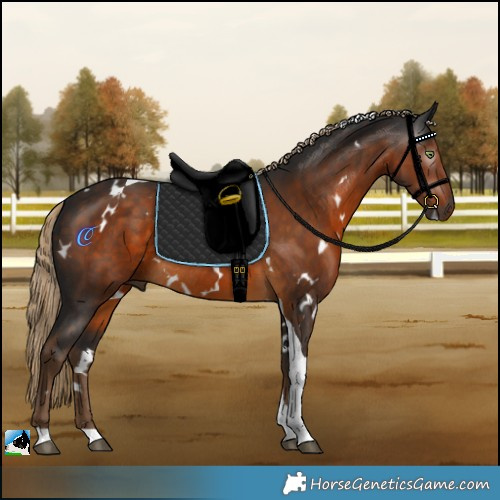 Horse Color:Gray White Spotted Chocolate Palomino Tobiano Rabicano