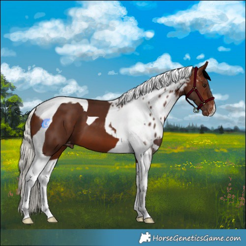 Horse Color:Silver Brown Tobiano Skewed Appaloosa 