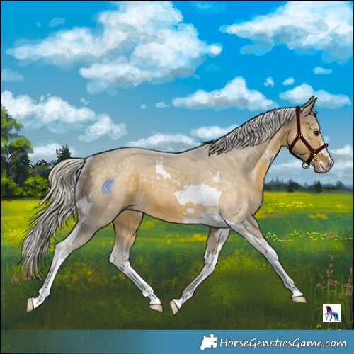 Horse Color:Silver Buckskin Dun Sabino Tobiano 