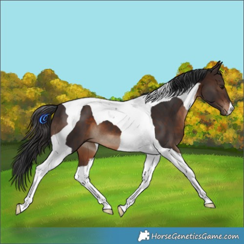 Horse Color:Brown Tobiano 