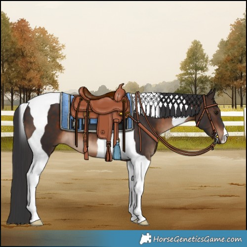 Horse Color:Brown Tobiano