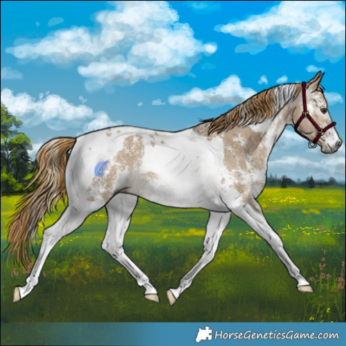 Horse Color:Gray Liver Red Dun Sabino Tobiano Rabicano Brindle