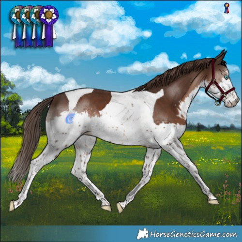 Horse Color:Liver Chestnut Splash Tobiano