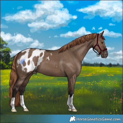 Horse Color:Liver Red Dun Appaloosa 