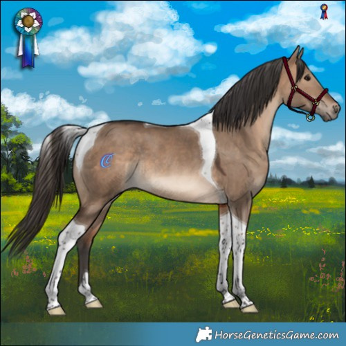 Horse Color:Brown Dun Tobiano Rabicano 