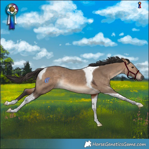 Horse Color:Brown Dun Tobiano Rabicano