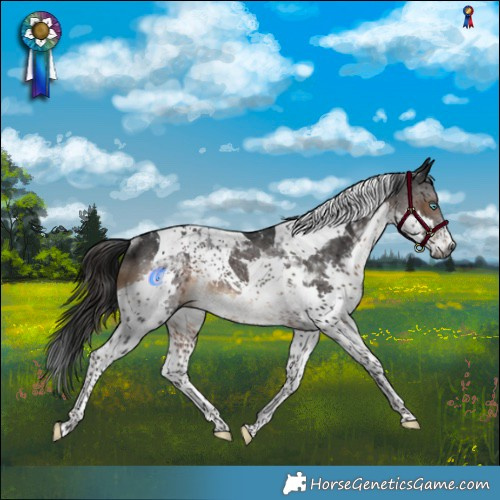 Horse Color:Gray Brown Splash Tobiano Rabicano 