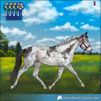 Horse Color:Gray Brown Splash Tobiano Rabicano