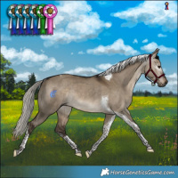 Horse Color:Gray Silver Bay Dun Tobiano Rabicano 