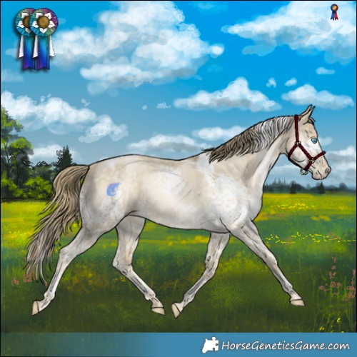 Horse Color:Buckskin Snowdrop Dun Splash Tobiano Rabicano 