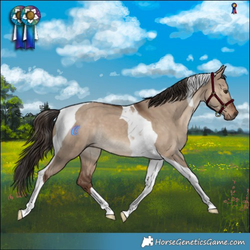 Horse Color:Liver Red Dun Tobiano 