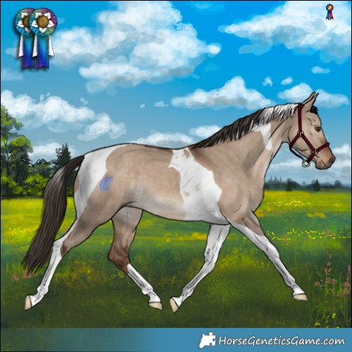 Horse Color:Liver Red Dun Tobiano