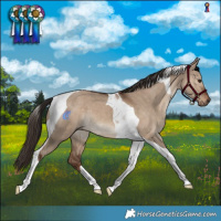 Horse Color:Liver Red Dun Tobiano