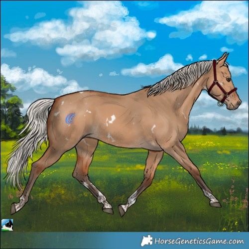 Horse Color:White Spotted Silver Bay Dun Tobiano 