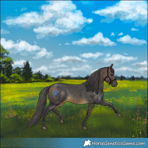Horse Color:Buckskin Merle Rabicano 