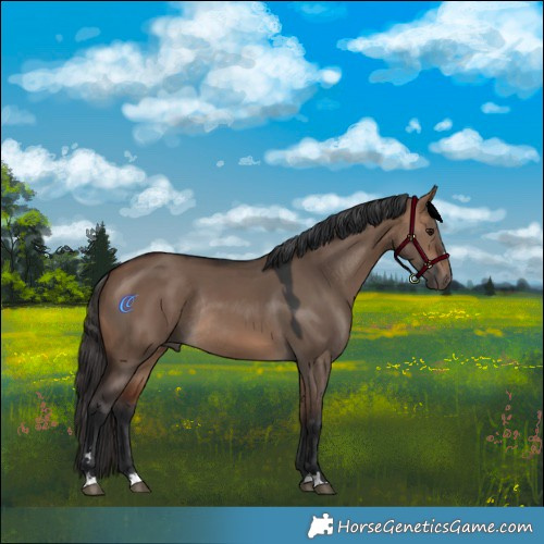 Horse Color:Bay Dun Rabicano 