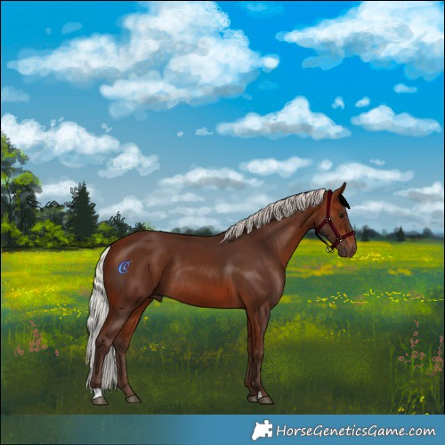 Horse Color:Silver Bay Rabicano 