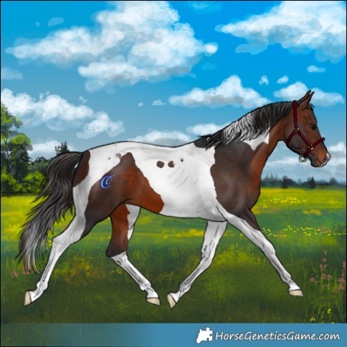 Horse Color:Brown Tobiano