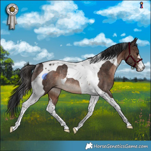 Horse Color:Brown Mushroom Tobiano Rabicano 
